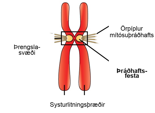 This illustration shows two sister chromatids. Each has a kinetochore at the centromere, and mitotic spindle microtubules radiate from the kinetochore.