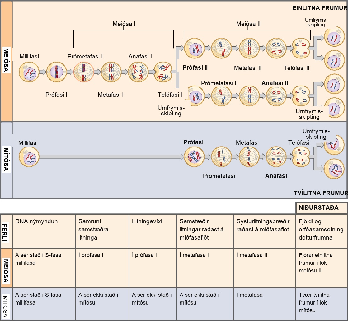 This illustration compares meiosis and mitosis. In meiosis, there are two rounds of cell division, whereas there is only one round of cell division in mitosis. In both mitosis and meiosis, DNA synthesis occurs during S phase. Synapsis of homologous chromosomes occurs in prophase I of meiosis, but does not occur in mitosis. Crossover of chromosomes occurs in prophase I of meiosis, but does not occur in mitosis. Homologous pairs of chromosomes line up at the metaphase plate during metaphase I of meiosis, but not during mitosis. Sister chromatids line up at the metaphase plate during metaphase II of meiosis and metaphase of mitosis. The result of meiosis is four haploid daughter cells, and the result of mitosis is two diploid daughter cells.