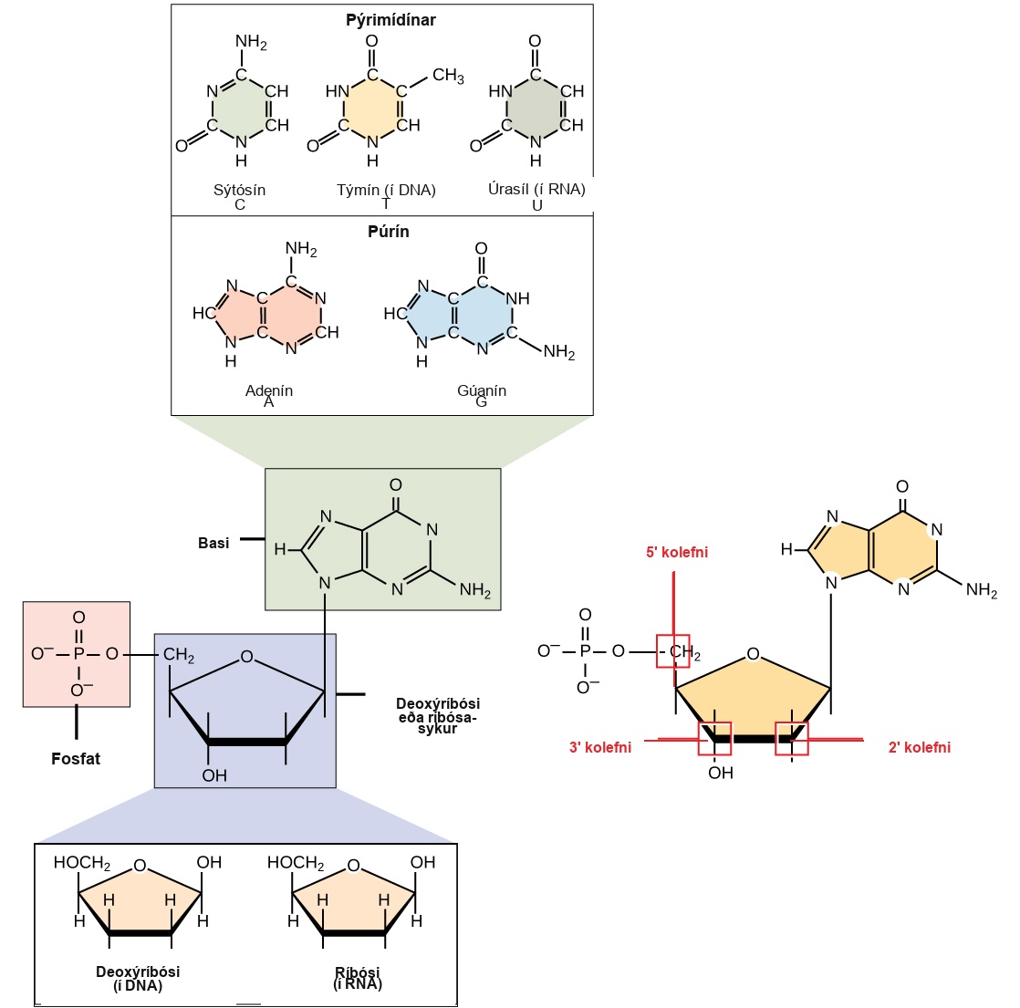 The molecular structure of a nucleotide is shown. The core of the nucleotide is a pentose whose carbon residues are numbered one prime through five prime. The base is attached to the one prime carbon, and the phosphate is attached to the five prime carbon. Two kinds of pentose are found in nucleotides: ribose and deoxyribose. Deoxyribose has an H instead of O H at the two prime position. Five kinds of base are found in nucleotides. Two of these, adenine and guanine, are purine bases with two rings fused together. The other three, cytosine, thymine and uracil, have one six-membered ring.