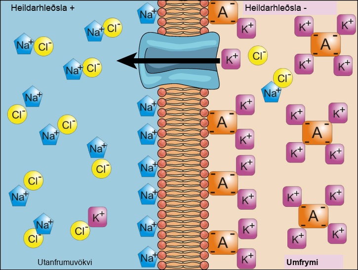 This illustration shows a membrane bilayer with a potassium channel embedded in it. The cytoplasm has a high concentration of potassium associated with a negatively charged molecule. The extracellular fluid has a high concentration of sodium associated with chlorine ions.