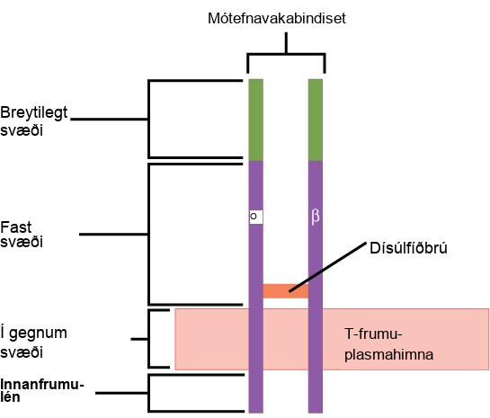 Illustration shows a T cell receptor, which has two column-like subunits that project from the plasma membrane. The subunits, named alpha and beta, are connected by a disulfide bridge. The upper third of the extracellular portion of each column is called the variable region, and the lower two-thirds is called the constant region. The region that spans the membrane is called the transmembrane region. Beneath the transmembrane region is a short, intracellular region.