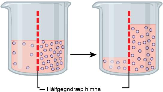 This illustration shows a container whose contents are separated by a semipermeable membrane. Initially, there is a high concentration of solute on the right side of the membrane and a low concentration of the left. Over time, water diffuses across the membrane toward the side of the container that initially had a higher concentration of solute (lower concentration of water). As a result of osmosis, the water level is higher on this side of the membrane, and the solute concentration is the same on both sides.