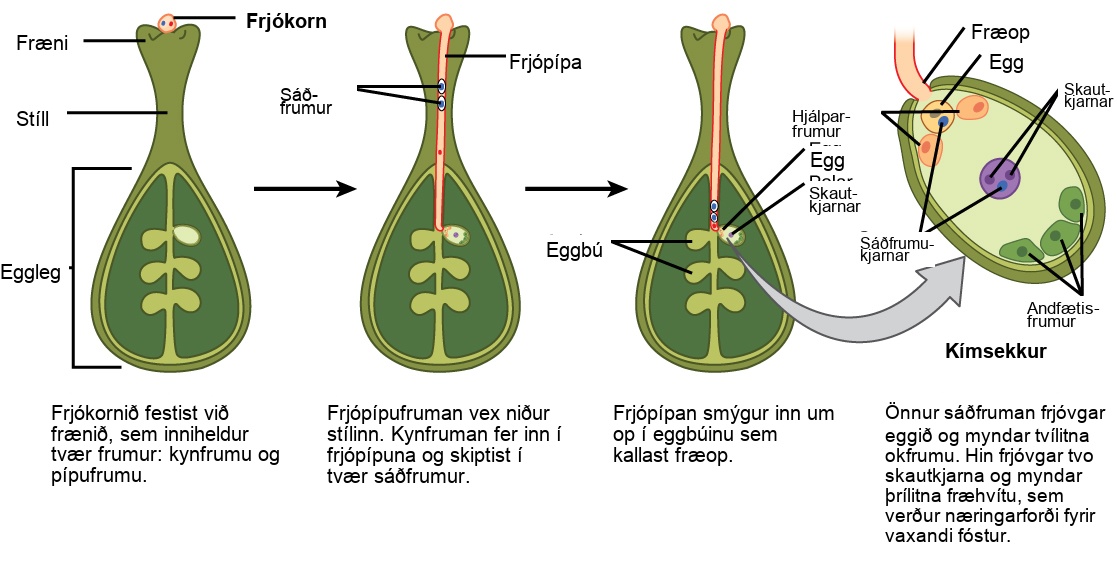 Illustration shows the gynoecium of a flowering plant. A pollen grain adheres to the stigma. The pollen contains two cells: a generative cell and a tube cell. The pollen tube cell grows into the style. The generative cell travels inside the pollen tube. It divides to form two sperm. The pollen tube penetrates an opening in the ovule called a micropyle. One of the sperm fertilizes the egg to form the zygote. The other sperm fertilizes two polar nuclei to form a triploid endosperm, which becomes a food source for the growing embryo.