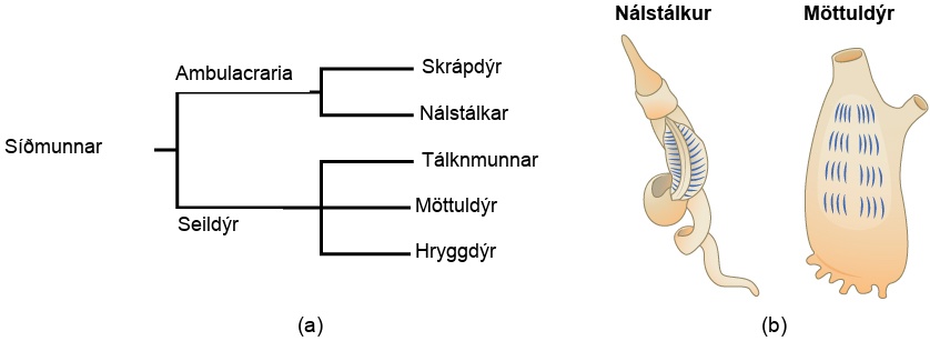 Part a shows the deuterostome taxa in a branching tree diagram. Deuterostomes lead to Ambulacraria and Chordates. Ambulacraria lead to Echinoderms and Hemichordates. Chordates lead to Cephalochordates, Urochordates, and Vertebrates. Part b shows a hemichordate with a worm-like, helical body; its pharyngeal slits appear on the top part of the helix. And it also shows an Urochordate, a flattened creature with its pharyngeal slites across its flat front.