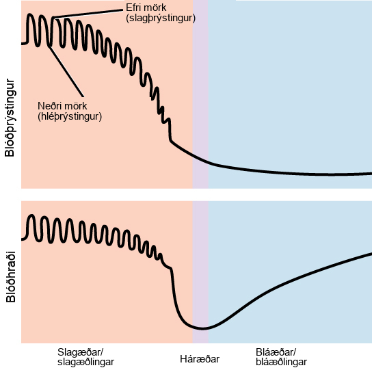 Graph A shows blood pressure, which starts high in the arteries and gradually drops as blood passes through the capillaries and veins. Blood velocity drops gradually in the arteries, then precipitously in the capillaries. Velocity increases as blood enters the veins. In the arteries, both blood pressure and velocity fluctuate to a higher level during systole and a lower level during diastole.