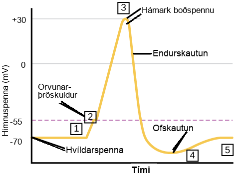 Graph plots membrane potential in millivolts versus time. The membrane remains at the resting potential of negative 70 millivolts until a nerve impulse occurs in step 1. Some sodium channels open, and the potential begins to rapidly climb past the threshold of excitation of negative 55 millivolts, at which point all the sodium channels open. At the peak action potential, the potential begins to rapidly drop as potassium channels open and sodium channels close. As a result, the membrane repolarizes past the resting membrane potential and becomes hyperpolarized. The membrane potential then gradually returns to normal.