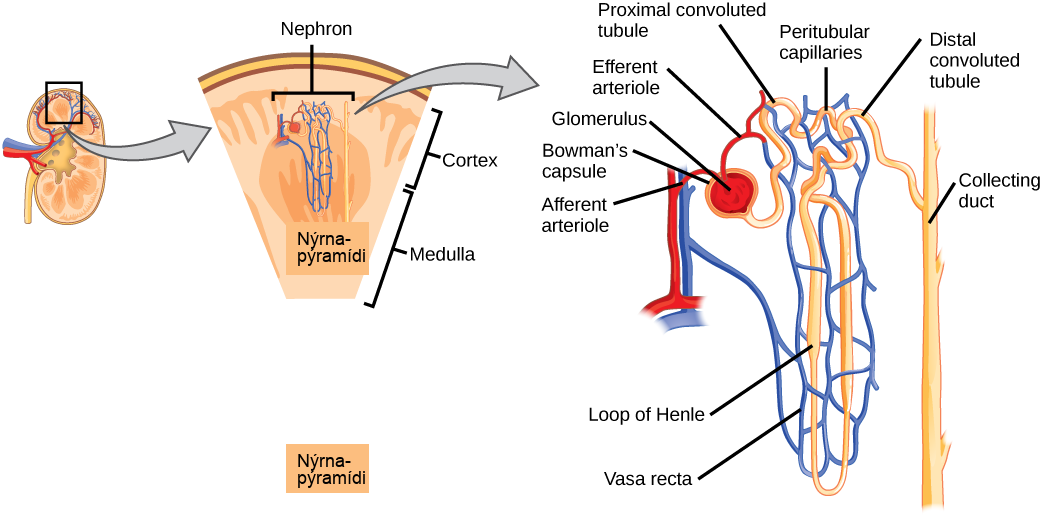 Illustration shows the nephron, a tube-like structure that begins in the kidney cortex. Here, arterioles converge in a bulb-like structure called the glomerulus, which is partly surrounded by a Bowman's capsule. Afferent arterioles enter the glomerulus, and efferent arterioles leave. The glomerulus empties into the proximal convoluted tubule. A long loop, called the loop of Henle, extends from the proximal convoluted tubule to the inner medulla of the kidney, and then back out to the cortex. There, the loop of Henle joins a distal convoluted tubule. The distal convoluted tubule joins a collecting duct, which travels from the cortex back into the medulla, toward the center of the kidney. Eventually, the contents of the renal pyramid empty into the renal pelvis, and then the ureter.