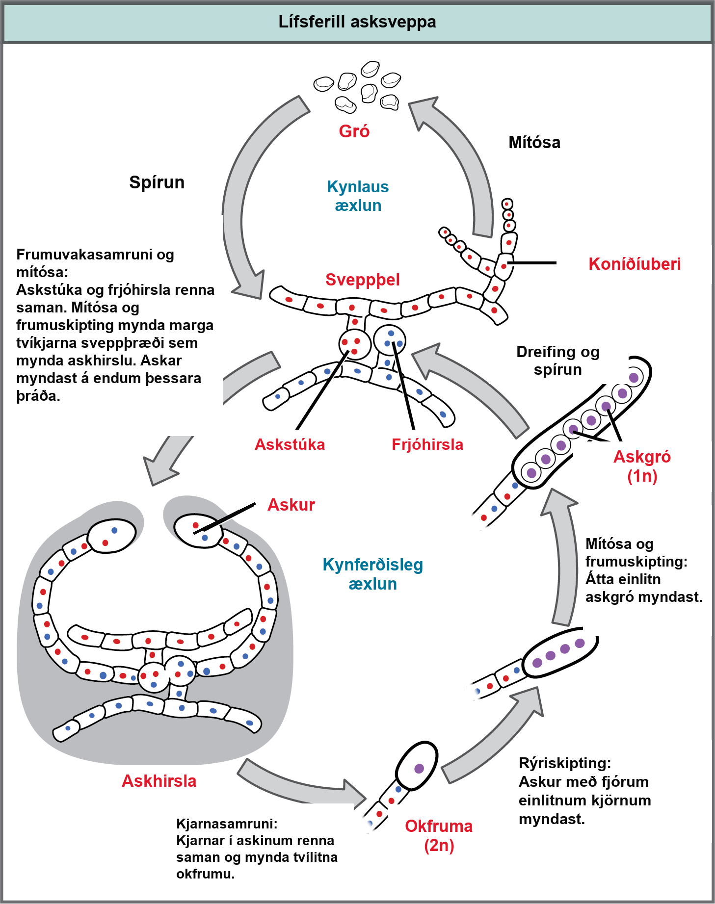 Ascomycetes have both sexual and asexual life cycles. In the asexual life cycle, the haploid (1n) mycelium branches into a chain of cells called the conidiophore. Spores bud from the end of the conidiophore and germinate to form more mycelia. In the sexual life cycle, a round structure called an antheridium buds from the male strain, and a similar structure called the ascogonium buds from the female strain. In a process called plasmogamy, the ascogonium and antheridium fuse to form a cell with multiple haploid nuclei. Mitosis and cell division result in the growth of many hyphae, which form a fruiting body called the ascocarp. The hyphae are dikaryotic, meaning they have two haploid nuclei. Asci form at the tips of these hyphae. In a process called karyogamy, the nuclei in the asci fuse to form a diploid (2n) zygote. The zygote undergoes meiosis without cell division, resulting in an ascus with four 1n nuclei arranged in a row. Each nucleus undergoes mitosis, resulting in eight ascospores, which are also arranged in a row at the tip of the hyphae. Dispersal and germination results in the growth of new mycelia.