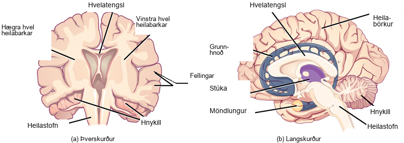 Illustration shows coronal (front) and sagittal (side) sections of a human brain. In the coronal section, the large upper part of the brain, called the cerebral cortex, is divided into left and right hemispheres. A cavity resembling butterfly wings exists between the left and right cortex. The corpus callosum is a band that connects the two hemispheres together, just above this cavity. The surface of the cerebral cortex contains bumpy protrusions called gyri. The cerebral cortex is anchored by the brain stem, which connects with the spinal cord. On either side of the brainstem tucked beneath the cerebral cortex is the cerebellum. The surface of the cerebellum is bumpy, but not as bumpy as the cerebral cortex. The sagittal section reveals that the cerebral cortex makes up the front and top part of the brain, while the brainstem and cerebellum make up the lower back part. The oval thalamus sits in the cavity in the middle of the cerebral cortex. The corpus callosum wraps around the top part of the thalamus. The basal ganglia wraps around the corpus callosum, starting at the lower front part of the brain and continuing three-quarters of the way around so the back end almost meets the front end. The basal ganglia is separated into segments that are connected along the top and bottom. The amygdala is a spherical structure at the end of the basal ganglia.
