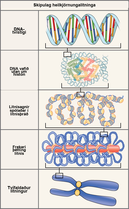 Illustration shows the levels of organization of eukaryotic chromosomes, starting with the D N A double helix, which wraps around histone proteins. The entire D N A molecule wraps around many clusters of histone proteins, forming a structure that looks like beads on a string, which are nucleosomes coiled into a chromatin fiber. The chromatin is further condensed by wrapping around a protein core. The result is a compact chromosome, shown in duplicated form, which is the shape of an x.