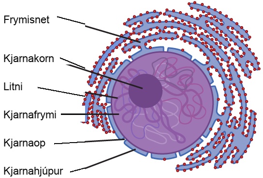The two-dimensional image depicts the nucleus of a cell as a circular object with two membranes; several gaps appear in the circle, representing nuclear pores. Surrounding the nucleus are membranous sacks representing the endoplasmic reticulum. Inside the nucleus is another circle, approximately ten percent of the total size of the nucleus, representing the nucleolus.