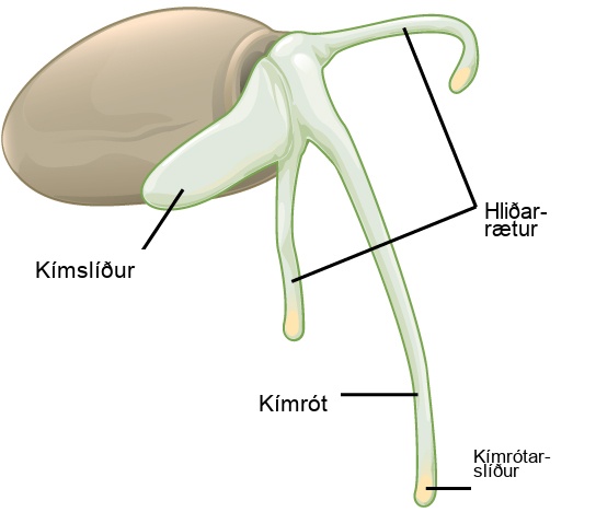 Illustration shows a round seed with a long thin radicle, or primary root, extending down from it. A yellow tip , the coleorhiza, is visible at the end of the root. Two shorter adventitious roots extend down on either side of the radicle. Growing up from the root is a thicker coleoptile, or primary shoot.