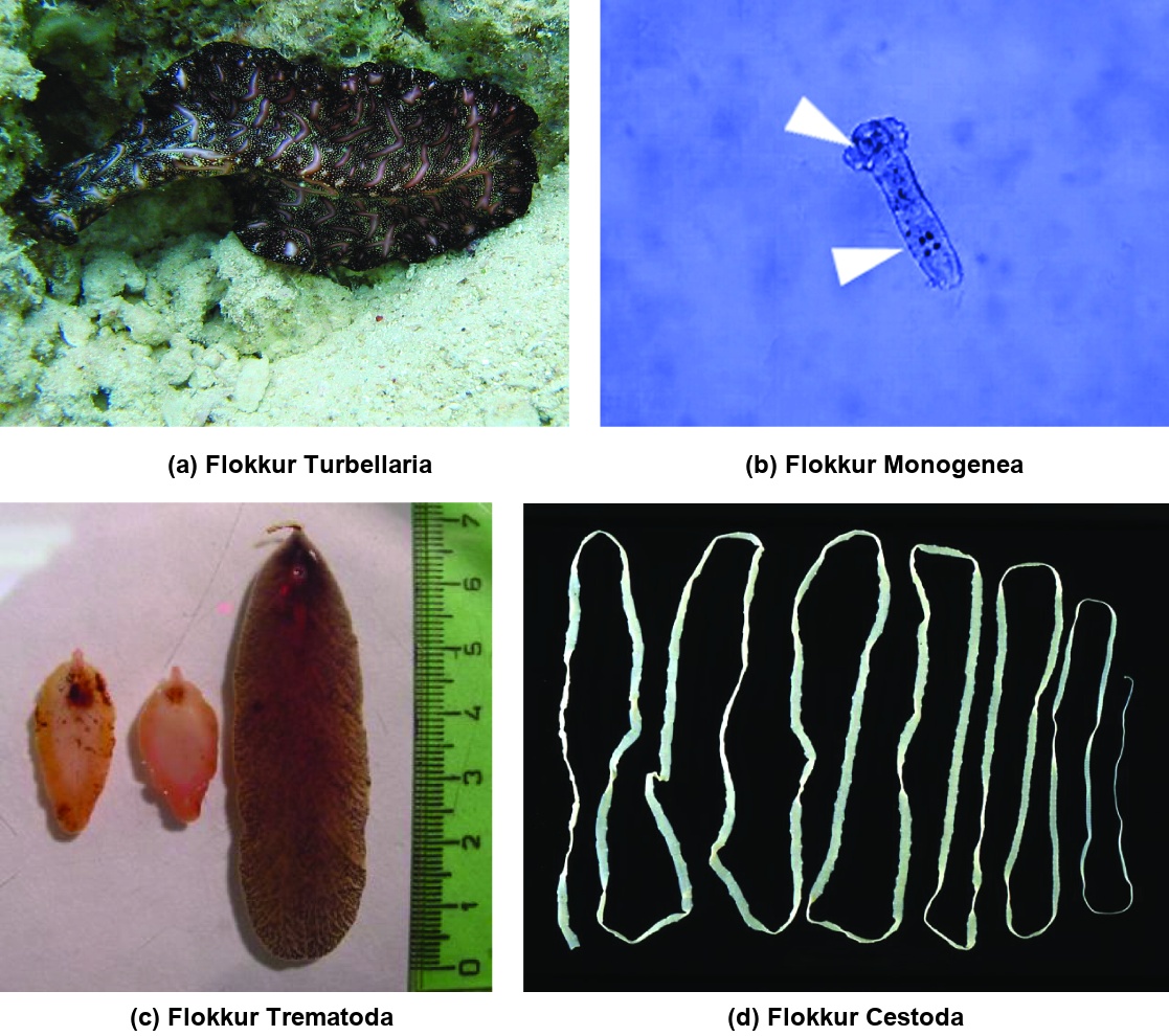 Photo A shows a Bedford's flatworm from the class Turbellaria. The worm has the appearance of a fringed ribbon, black with pink stripes, swimming above the sand. Photo B shows a Dactylogyrus from the class Monogenea. The worm's body is a long, thin translucent oval with bulges at one end that give the appearance of a head. Three dark spots appear in the head, and four more dark spots three-quarters appear of the way down the body. Anchors that enable the worm to latch onto gills are located near these spots. Photo C shows foot-shaped brown worms. Photo D shows a long, thin ribbon-like white worm.