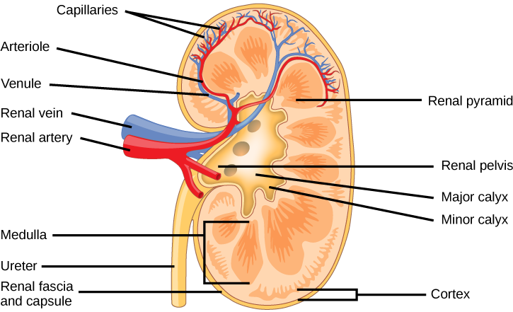 The kidney is shaped like a kidney bean standing on end. Two layers, the outer renal fascia and an inner capsule, cover the outside of the kidney. The inside of the kidney consists of three layers: the outer cortex, the middle medulla and the inner renal pelvis. The renal pelvis is flush with the concave side of the kidney, and empties into the ureter, a tube that runs down outside the concave side of the kidney. Eight renal pyramids are embedded in the medulla, which is the thickest kidney layer. Each renal pyramid is teardrop-shaped, with the narrow end facing the renal pelvis. The renal artery and renal vein enter the concave part of the kidney, just above the ureter. The renal artery and renal vein branch into arterioles and venuoles, respectively, which extend into the kidney and branch into capillaries in the cortex.