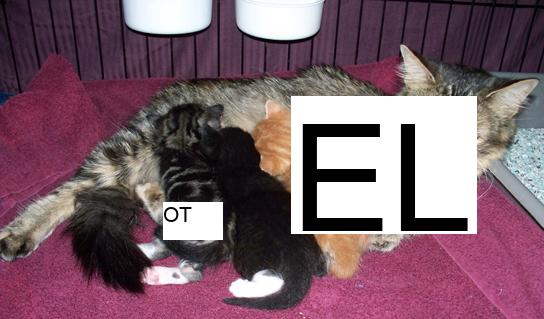 A photograph depicts a mother cat nursing three kittens: one has an orange and white tabby coat, another is black with a white foot, while the third has a black and white tabby coat.