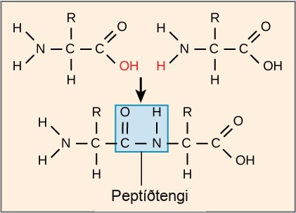 The formation of a peptide bond between two amino acids is shown. When the peptide bond forms, the carbon from the carbonyl group becomes attached to the nitrogen from the amino group. The upper O upper H from the carboxyl group and an upper H from the amino group form a molecule of water.