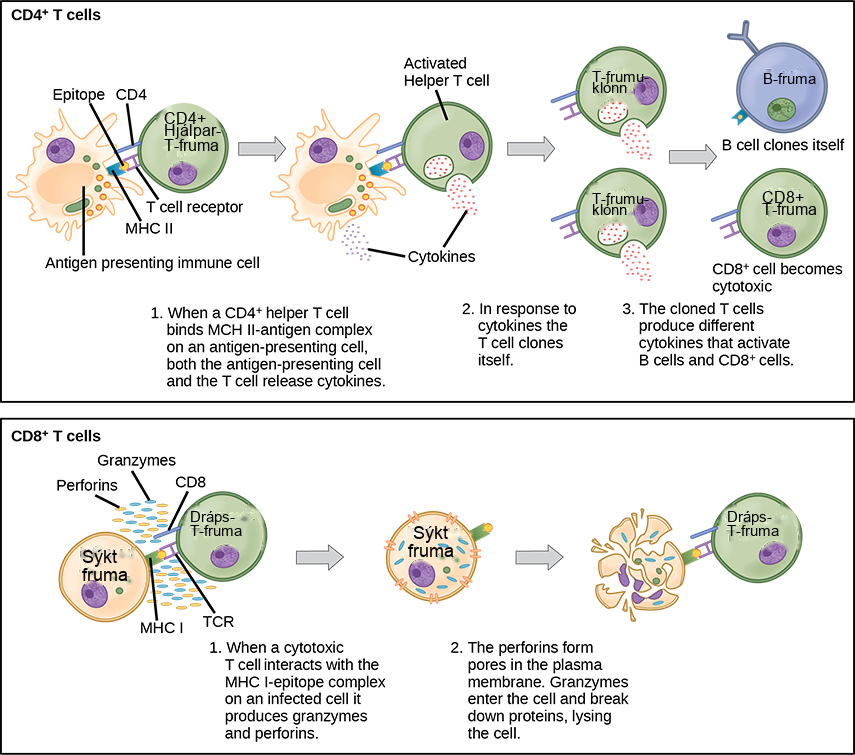 Illustration shows activation of a C D 4 plus helper T cell. An antigen-presenting cell digests a pathogen. Epitopes from this pathogen are presented in conjunction with M H C I I molecules on the cell surface. A T cell receptor and a C D 8 receptor, both on the surface of the T cell, bind the M H C I I epitope complex. As a result, the helper T cell becomes activated and both the helper T cell and antigen-presenting cell release cytokines. The cytokines induce the helper T cell to clone itself. The cloned helper T cells release different cytokines that activate B cells and C D 8 plus T cells, turning them into cytotoxic T cells. The cytotoxic T cell binds the M H C I epitope complex on an infected cell. The cytotoxic T cell then releases perforin molecules, which form a pore in the plasma membrane, and granzymes, which break down proteins, killing the cell.
