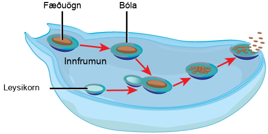 In this illustration, a cell extends a pseudopod to consume a food particle. The consumed particle is encapsulated in a vesicle. The vesicle fuses with a lysosome, and proteins inside the lysosome digest the food particle. After the food is digested, the vesicle fuses with the cell membrane, and undigested remains are excreted.