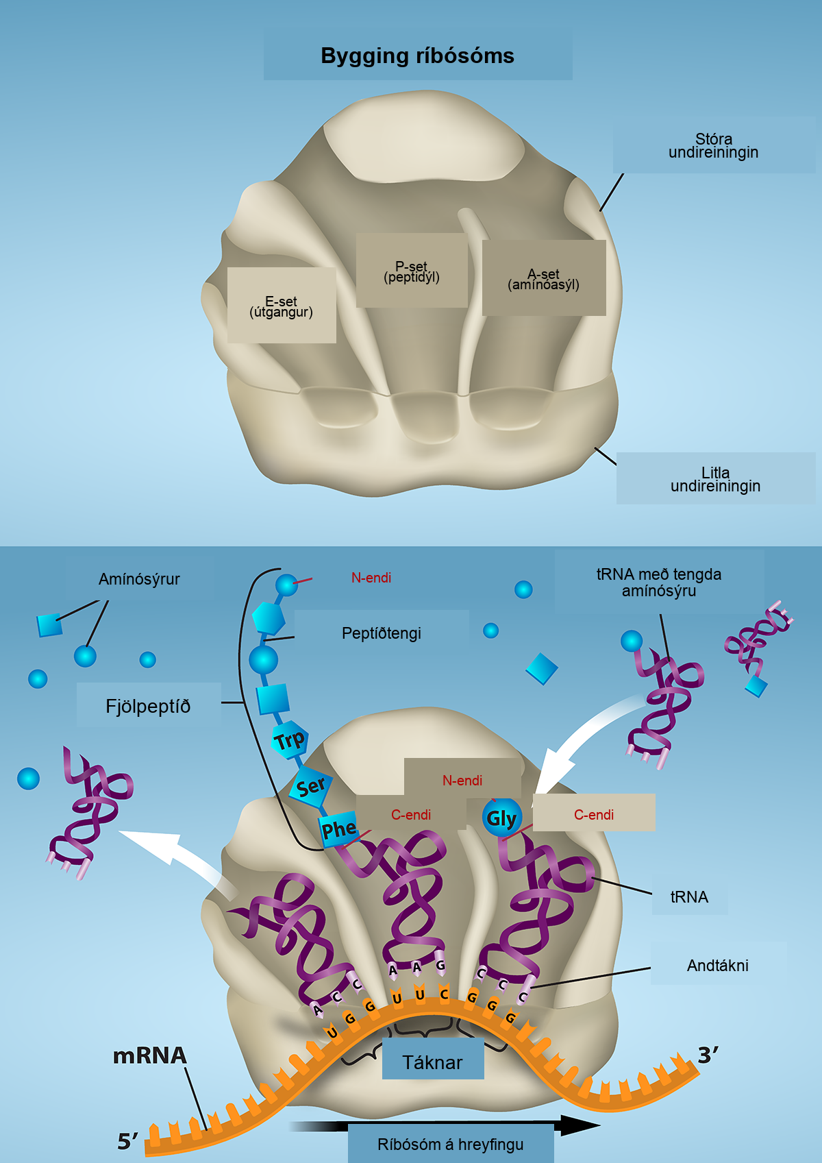 Ribosome structure is shown with the E site, P site, and A site. The A site is labelled aminoacyl, the P site is labelled peptidyl, and the E site is labelled exit. As ribosomes move along m R N A, t R N As with amino acids attached bind to the A sites. The polypeptide is assembled at the P site, and the empty t R N A exits from the E site.