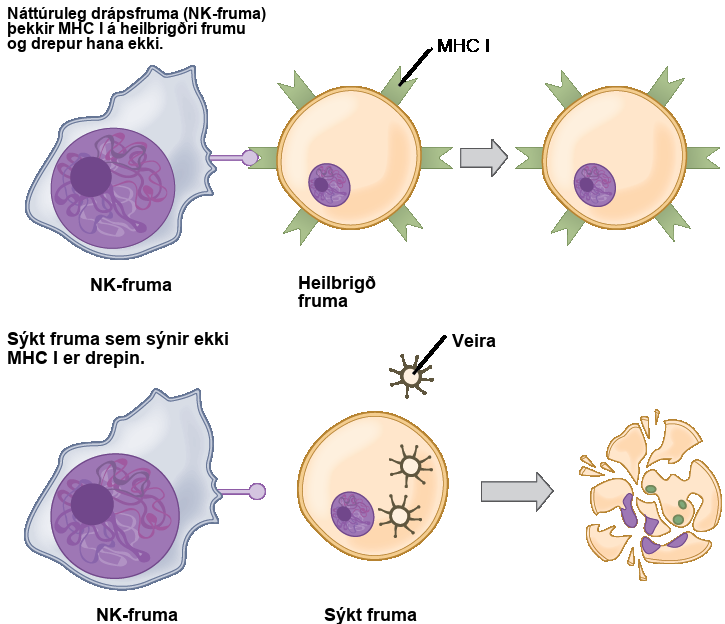 Healthy, uninfected cells present M H C I on their surface. A natural killer cell recognizes the M H C I and does not kill the cell. An infected cell that does not produce M H C I is killed.