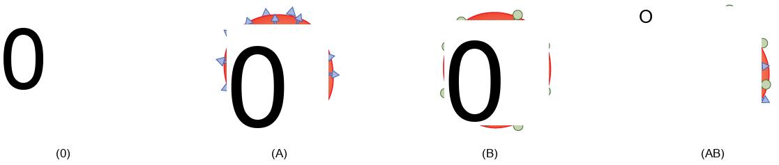 Type O, type A, type B and type A B red blood cells are shown. Type O cells do not have any antigens on their surface. Type A cells have A antigen on their surface. Type B cells have B antigen on their surface. Type A B cells have both antigens on their surface. The antigens appear as small protrusions on the cell surface.