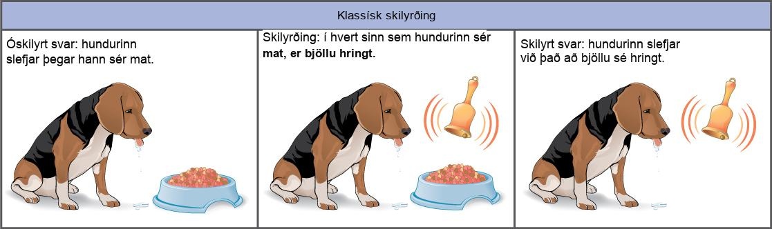 In the unconditioned response, a dog salivates in response to seeing food. The dog is then conditioned by the ringing of a bell every time it sees food. After conditioning, the dog salivates in response to the bell, even if no food is present. This is called a conditioned response.