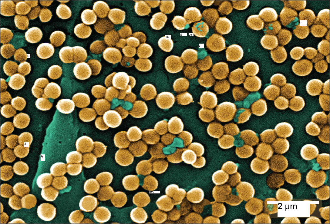 The micrograph shows clusters of round bacteria clinging to a surface. Each bacterium is about 0.4 microns across.