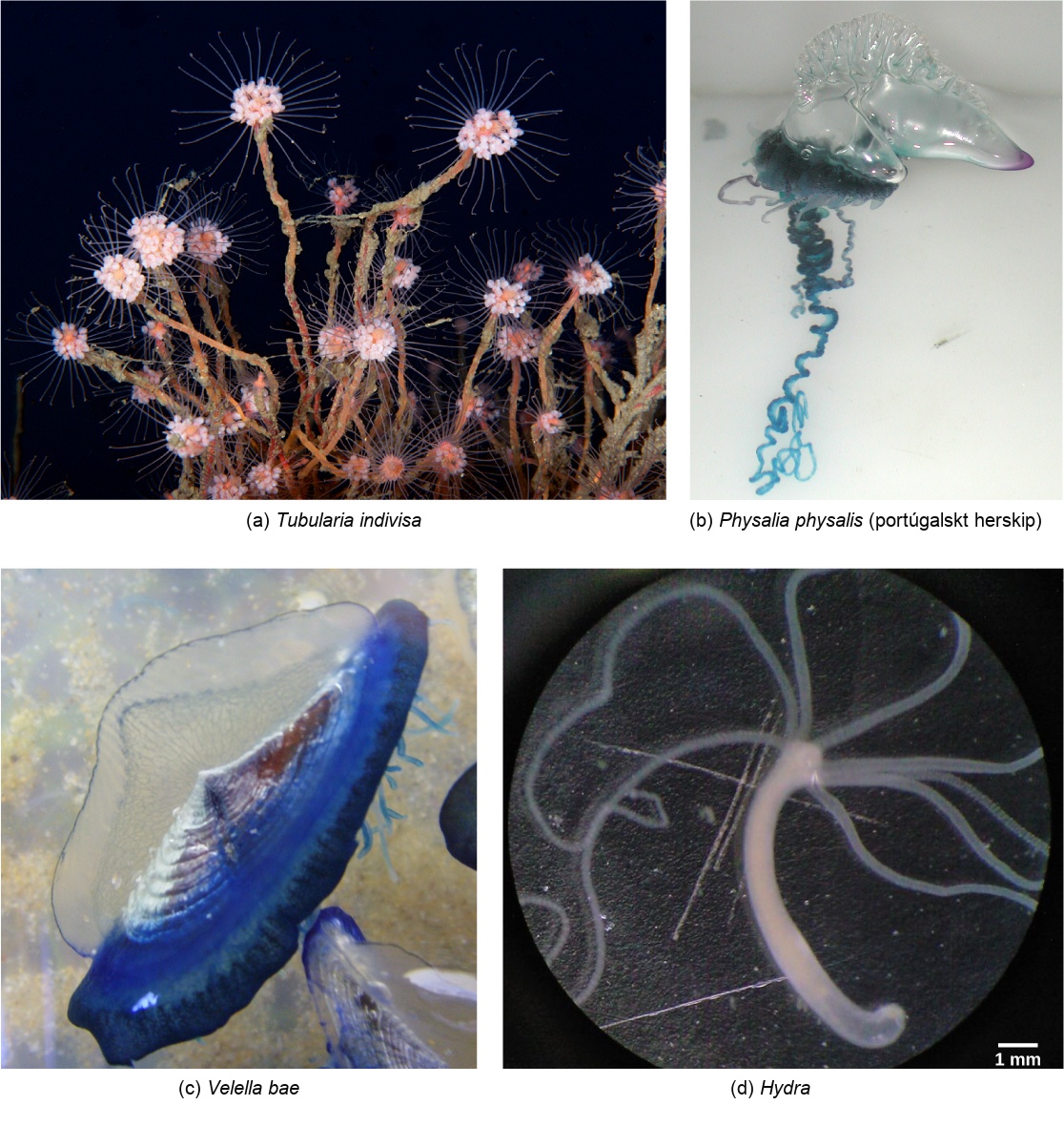 Photo a shows Tubularia indivisa, which has a body composed of branching polyps. Photo b shows a Portuguese Man O War, which has ribbon-like tentacles dangling from a clear, bulbous structure, resembling an inflated plastic bag. Photo c shows Velella bae, which resembles a flying saucer with a blue bottom and a clear, dome-shaped top. Photo d shows a hydra with long tentacles, extending from a tube-shaped body.