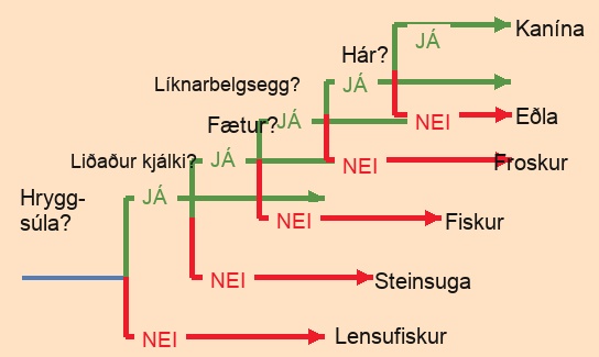 The ladder-like phylogenetic tree starts with a trunk at the left. A question next to the trunk asks whether a vertebral column is present. If the answer is no, a branch leads downward to lancelet. If the answer is yes, a branch leads upward to another question: is a hinged jaw present? If the answer is no, a branch leads downward to lamprey. If the answer is yes, a branch leads upward to another question: are legs present? If the answer is no, a branch leads downward to fish. If the answer is yes, a branch leads upward to another question: does the egg have amnion? If the answer is no, the branch leads downward to frog. If the answer is yes, the branch leads upward to another question: is hair present? If the answer is no, the branch leads downward to lizard. If the answer is yes, the branch leads upward to rabbit.