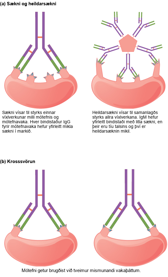 Part A compares affinity and avidity. Affinity refers to the strength of a single antibody antigen interaction. Each I g G antigen-binding site typically has high affinity for its target. Avidity refers to the strength of all interactions combined, I g M typically has low affinity antigen binding sites, but there are ten of them so avidity is high. Part B describes cross reactivity, a situation in which an antibody reacts with two different epitopes.