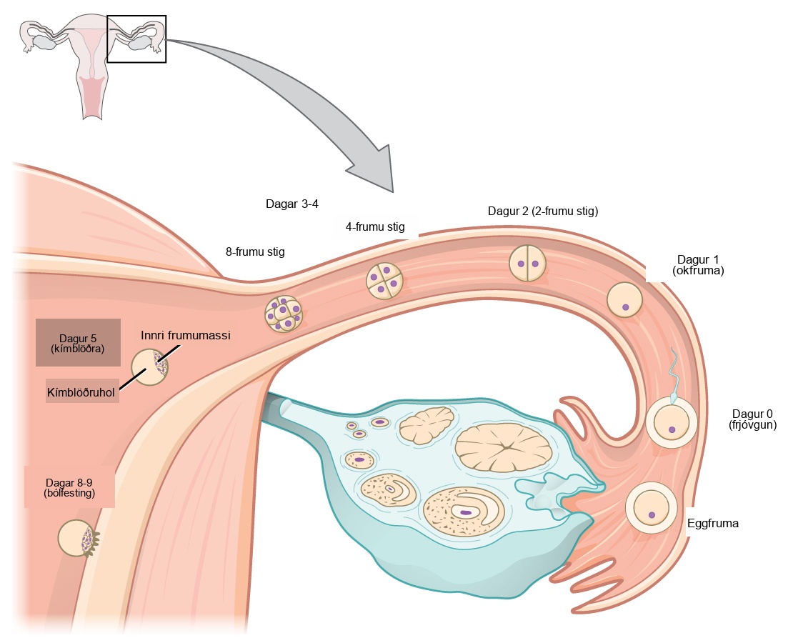 Upon ovulation, an oocyte is released from the ovary and enters the fallopian tubule. Fertilization by a sperm occurs at day zero, resulting in a single-celled zygote. Around day two, the zygote undergoes cell division. More cell divisions occur on the third and fourth day, resulting in four-cell and eight-cell stages. By this time the cell mass has traveled to the end of the fallopian tube. Around day five the cell mass enters the uterus and differentiates into a blastocyst that is hollow inside (a fluid-filled cavity called a blastocoel), with an inner cell mass off to one side. The layer of cells on the outside of the blastocyst is called the trophoblast. Around day eight or nine the blastocyst implants in the wall of the uterus, with the inner cell mass facing the wall.