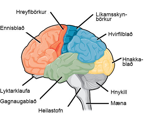 Sagittal, or side view of the human brain shows the different lobes of the cerebral cortex. The frontal lobe is at the front center of the brain. The parietal lobe is at the top back part of the brain. The occipital lobe is at the back of the brain, and the temporal lobe is at the bottom center of the brain. The motor cortex is the back of the frontal lobe, and the olfactory bulb is the bottom part. The somatosensory cortex is the front part of the parietal lobe. The brainstem is beneath the temporal lobe, and the cerebellum is beneath the occipital lobe.