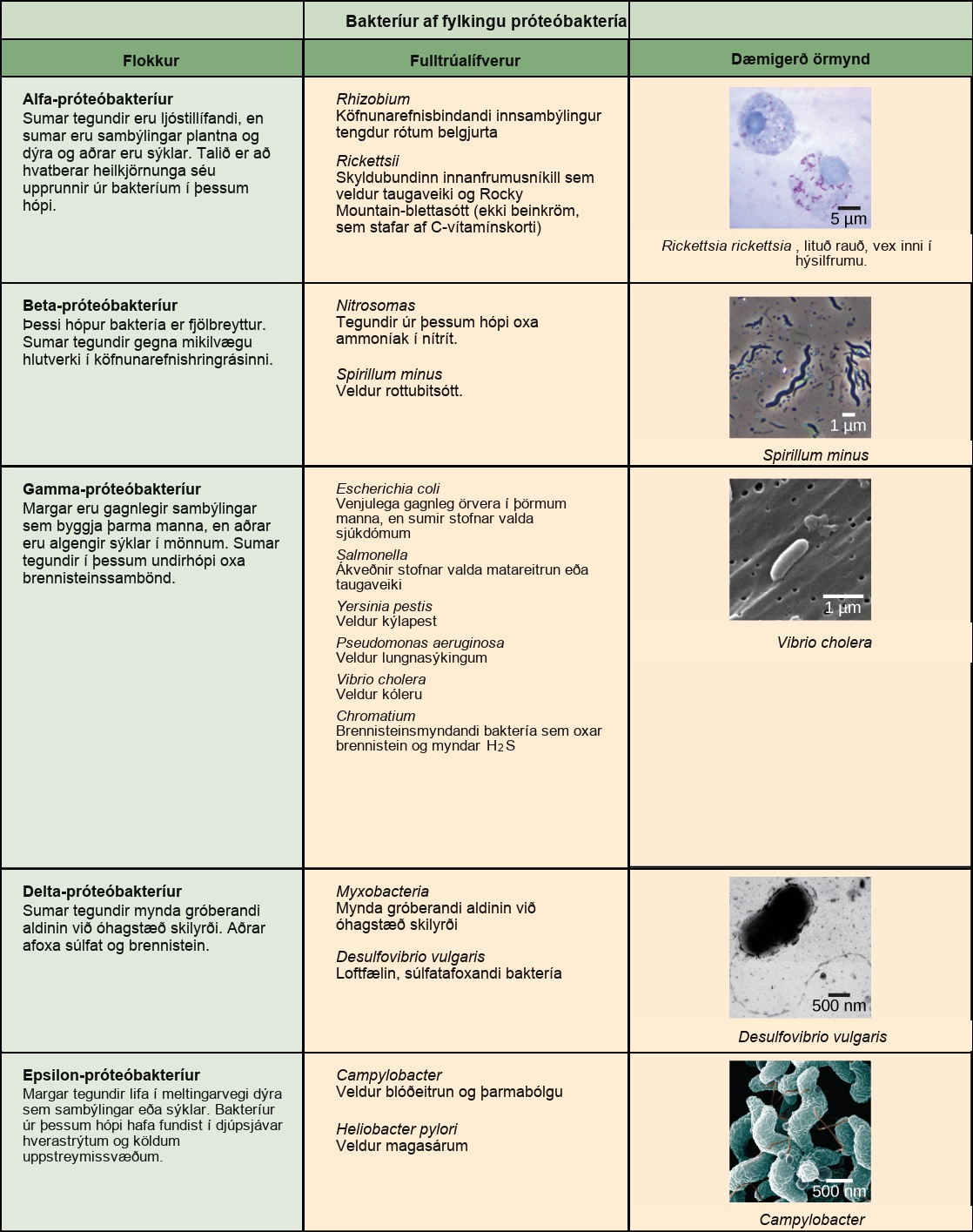 Tafla lýsir fimm flokkum Proteobacteria og sýnir dæmi, þar á meðal Rickettsia rickettsii, Spirillum minus, Vibrio cholera, Desulfovibrio vulgaris og Campylobacter.