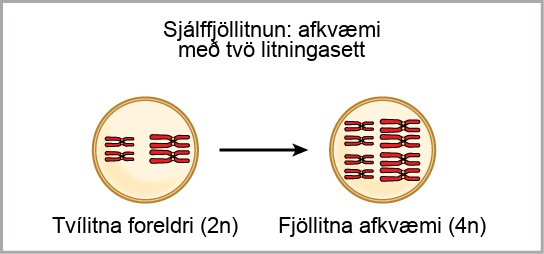Autopolyploidy results in offspring with two sets of chromosomes. In the example shown, a diploid parent, 2 n produces polyploid offspring 4 n.