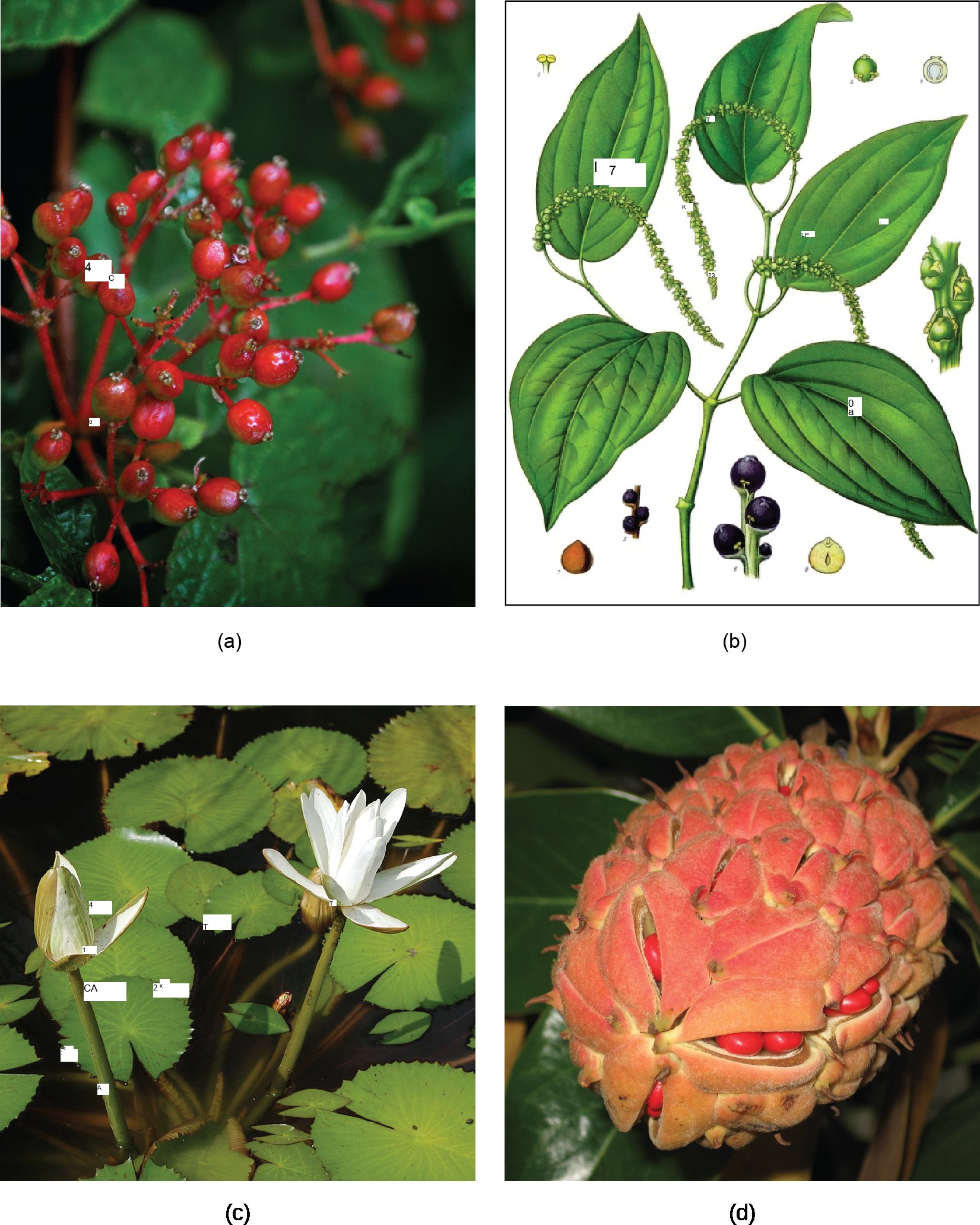 Photo A depicts a common spicebush plant with bright red berries growing at the tips of red stems. Illustration B shows a pepper plant with teardrop-shaped leaves and tiny flowers clustered on a long stem. Photo C shows lotus plants with broad, circular leaves and white flowers growing in water. Photo D shows red magnolia seeds clustered in an egg-shaped pink sac scattered with small, brown spikes.