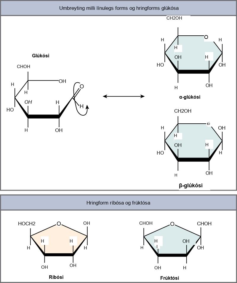 The conversion of glucose between linear and ring forms is shown. The glucose ring has five carbons and an oxygen. In alpha glucose, the first hydroxyl group is locked in a down position, and in beta glucose, the ring is locked in an up position. Structures for ring forms of ribose and fructose are also shown. Both sugars have a ring with four carbons and an oxygen.