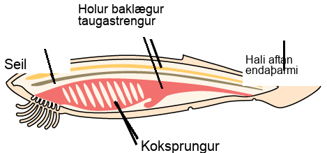 The illustration shows a fish-shaped chordate. A long, thin dorsal hollow nerve cord runs the length of the chordate, along the top. Immediately beneath the nerve cord is a notochord that also runs the length of the organism. Beneath the notochord, pharyngeal slits cut diagonally into tissue toward the front of the organism. A post-anal tail occurs at the rear.
