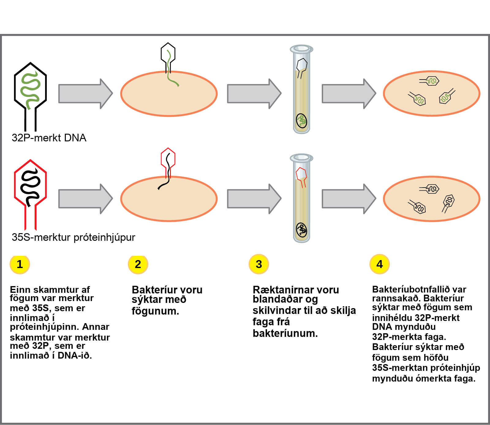Illustration shows bacteria being infected by phage labeled with superscript 35 baseline upper case S, which is incorporated into the protein coat, or superscript 32 baseline upper case P, which is incorporated into the D N A. Infected bacteria were separated from phage by centrifugation and cultured. The bacteria that had been infected with phage containing superscript 32 baseline upper P labeled D N A made radioactive phage. The bacteria that had been infected with superscript 35 baseline upper S labeled phage produced unlabeled phage. The results support the hypothesis that D N A, and not protein, is the genetic material.