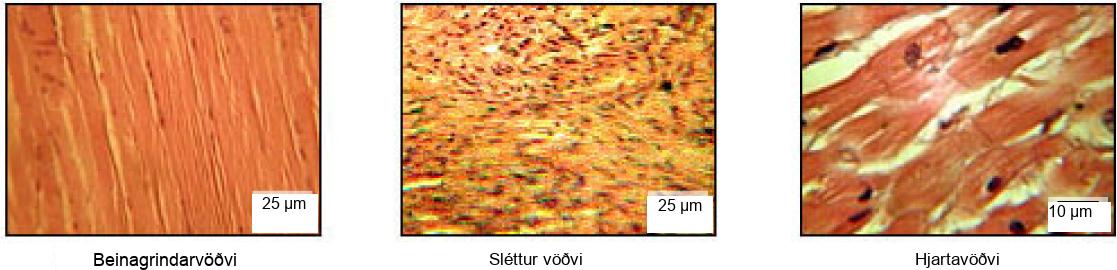 The skeletal muscle cells are long and arranged in parallel bands that give the appearance of striations. Each cell has multiple nuclei. Smooth muscle cells have no striations and only one nuclei per cell. Cardiac muscles are striated but have only one nucleus.