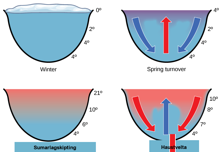 The illustration shows a cross-section of a lake in four different seasons. In winter, the surface of the lake is frozen with a temperature of 0 degrees upper case C. The temperature at the bottom of the lake is 4 degrees upper case C, and the temperature just beneath the surface is 2 degrees C. During the spring turnover, the surface ice melts and warms to 4 degrees C. At this temperature, the surface water is denser than the 2 degree C water beneath; therefore, it sinks. In summertime, the surface of the lake is 21 degrees C, and the temperature decreases with depth, to 4 degrees C at the bottom. During the fall turnover, the warm surface water cools to about 10 degrees C; thus, it becomes denser and sinks.