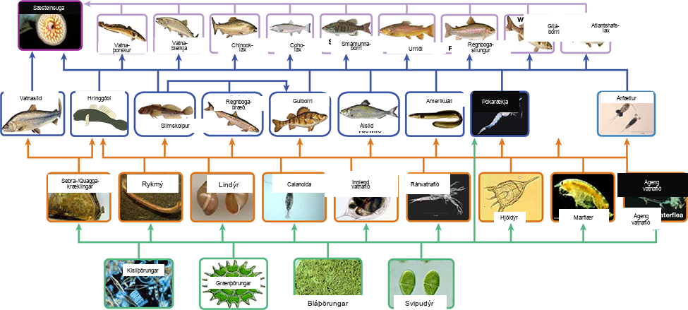 The bottom level of the illustration shows primary producers, which include diatoms, green algae, blue-green algae, and flagellates. The next level includes the primary consumers that eat primary producers. These include invertebrates such as waterfleas and mussels. Primary consumers are in turn eaten by secondary consumers, which are typically small fish and shrimp. The small fish are eaten by larger fish, the tertiary, or apex consumers. Finally, all fish are eaten by the sea lamprey. For the most part, every organism at a given level eats every organism in the level below and nothing else, but there are exceptions. For example, not all secondary consumers eat all primary consumers. Lake whitefish only eat zebra and quagga mussels, round goby eat all primary consumers, and the other secondary consumers eat every primary consumer except for the zebra and quagga mussels. The secondary consumer yellow perch eats two other secondary consumers from its own level, the slimy sculpin and the rainbow smelt, in addition to eating primary consumers from the level below. Some organisms can also skip a level. The secondary consumer opossum shrimp eats most primary consumers in the level immediately below and all of the primary producers two levels below. Sea lamprey eat all tertiary and secondary consumers. Thus, the food web is complex with interwoven layers.