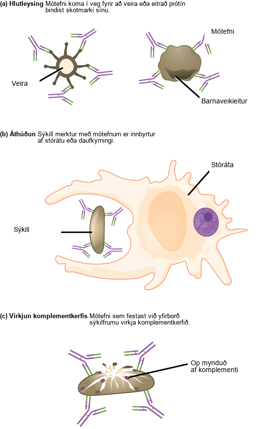 Part A shows antibody neutralization. Antibodies coat the surface of a virus or toxic protein, such as the diphtheria toxin, and prevent them from binding to their target. Part B shows opsonization, a process by which a pathogen coated with antigens is consumed by a macrophage or neutrophil. Part C shows complement activation. Antibodies attached to the surface of a pathogen cell activate the complement system. Pores are formed in the cell membrane, destroying the cell.