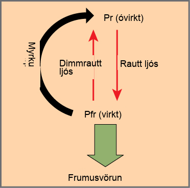 Diagram shows the active, written as P r, and inactive, written as P f r, forms of phytochrome. An arrow indicates that red light converts the inactive form to the active form. Far red light or darkness converts the active form back to the inactive form. When phytochrome is active, a cellular response occurs.