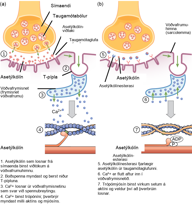 There are four steps in the start of a muscle contraction. Step 1: Acetylcholine released from synaptic vesicles in the axon terminal binds to receptors on the muscle cell plasma membrane. Step 2: An action potential is initiated that travels down the T tubule. Step 3: Calcium ions are released from the sarcoplasmic reticulum in response to the change in voltage. Step 4: Calcium ions bind to troponin, exposing active sites on actin. Cross-bridge formation occurs and muscles contract. Three additional steps are part of the end of a muscle contraction. Step 5: Acetylcholine is removed from the synaptic cleft by acetylcholinesterase. Step 6: Calcium ions are transported back into the sarcoplasmic reticulum. Step 7: Tropomyosin covers active sites on actin preventing cross-bridge formation, so the muscle contraction ends.