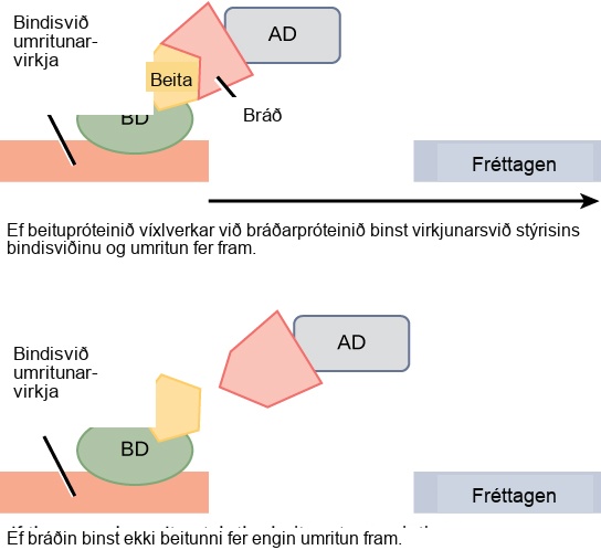 In two-hybrid screening, the binding domain of a transcription factor is separated from the activator domain. A bait protein is attached to the D N A binding domain of a transcription factor, and a prey protein is attached to the activator domain. If the prey catches the bait, in other words, binds to it, transcription of a reporter gene occurs. If the prey does not catch the bait, no transcription occurs. Scientists use this transcriptional activation to determine if interaction between the bait and prey has occurred.