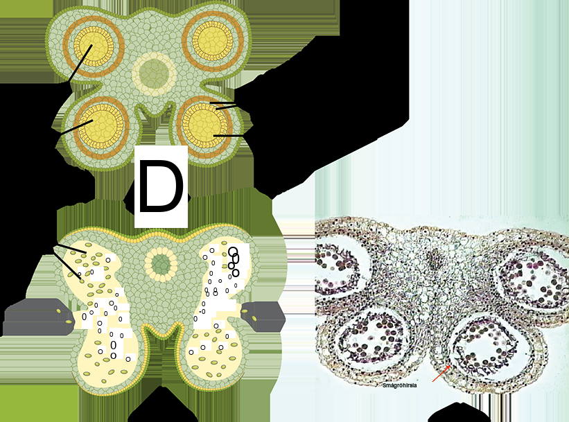 Illustration A shows cross section of an anther, which has four lobes each containing a pollen sac, or microsporangium. Inside the pollen sac is a layer called the tapetum, and within this ring are the microspore mother cells. As the microsporangium matures, two pollen sacs merge and an opening forms between them so that the pollen can be released. Micrographs in part B show pollen sacs with a visible opening between them. b: A micrograph of an immature lily anther shows four pollen sacs containing pollen grains.