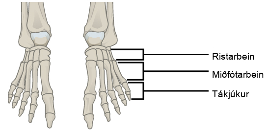 Illustration shows a human foot. The metatarsals are five long, thin bones that connect to the phalanges.