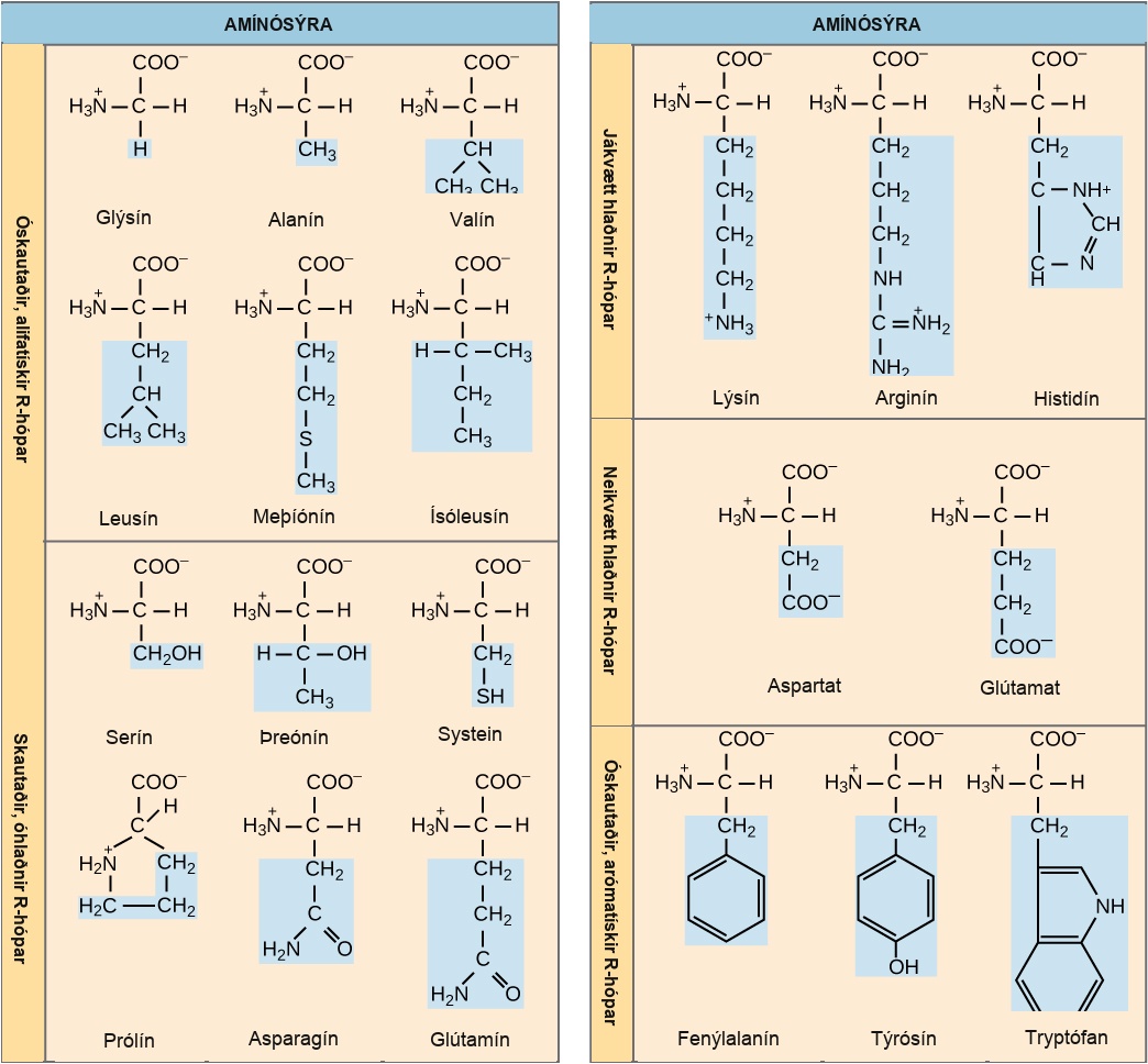 Structures of the twenty amino acids are given. Six amino acids; glycine, alanine, valine, leucine, methionine, and isoleucine; have R groups that are non-polar and aliphatic, meaning they do not have a ring. Six amino acids; serine, threonine, cysteine, proline, asparagine, and glutamate; have R groups that are polar but uncharged. Three amino acids; lysine, arginine, and histidine; have R groups that are positively charged. Two amino acids, glutamate and aspartate, have R groups that are negatively charged. Three amino acids; phenylalanine, tyrosine, and tryptophan; have nonpolar and aromatic (meaning they have a ring) R groups.