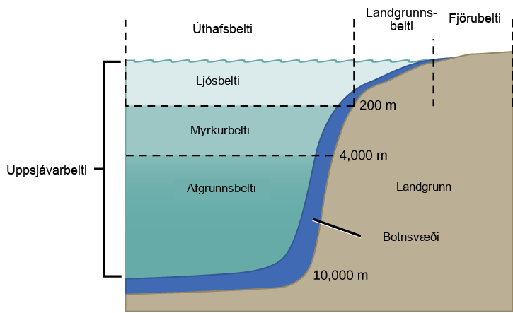 The illustration divides the ocean into different zones based on depth. The top layer, called the photic zone, extends from the surface to 200 m. The aphotic zone extends from 200 to 4,000 m. The abyssal zone extends from 4,000 m to the ocean bottom. The ocean is also divided into zones based on distance from the shore. The intertidal zone extends from high to low tide. The neritic zone extends from the intertidal zone to the point at which ocean depth is about 200 m. At about this depth, the continental shelf ends in a steep slope to the ocean bottom. The oceanic zone is the area of open ocean. The entire ocean bottom is the benthic zone. It extends from the shore, along the bottom of shallow water, and continues along the bottom down to the greatest ocean depths. All of the ocean's open water, above the entire benthic realm, including the photic, aphotic, and abyssal zones, is referred to as the pelagic realm.
