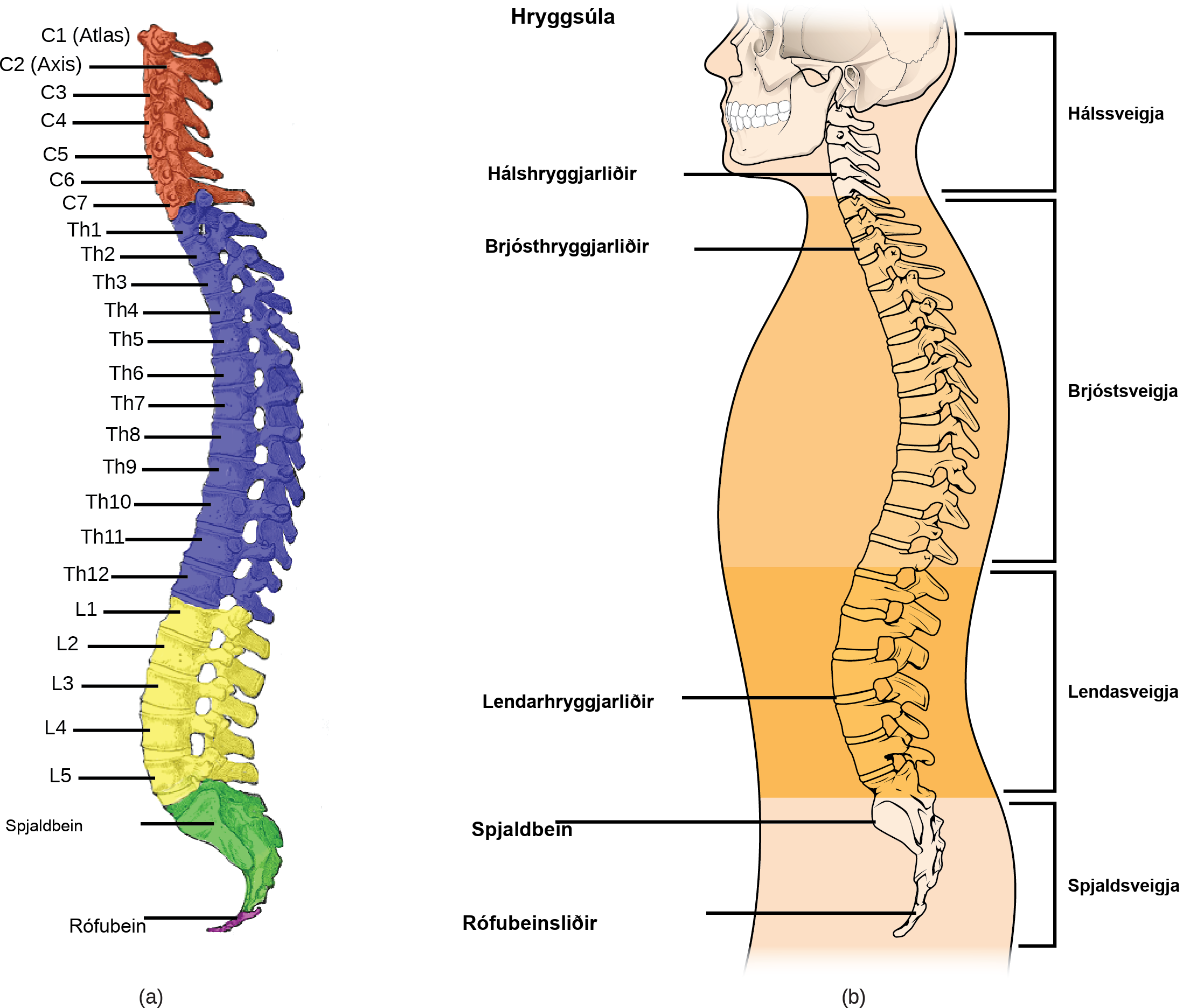 Illustration A shows all the vertebrae in a vertebral column. Illustration B shows that different sections of vertebrae curve in different directions. The cervical vertebrae in the neck curve toward the front of the body. The top cervical vertebrae is called the atlas, or c 1. The next bone down is the c 2, or axis. There are 7 cerebral vertebrae. Next are the thoracic vertebrae, which extend from the neck to the bottom of the rib cage, curve toward the back of the body. These are labeled as T h 1, which is the first thoracic vertebrae below the cervicals, to t h 12, which is the lowest of the thoracic vertebrae. Next are the lumbar vertebrae, which extend to the bottom of the back, curve toward the front again. These lumbar vertebrae are labeled L 1, which is the next vertebrae below the thoracics, thorugh L 5, which is the lowest lumbar vertebrae. The sacrum and the coccygeal vertebrae make up the sacral curve that curves toward the back. The sacrum is above the coccyx.